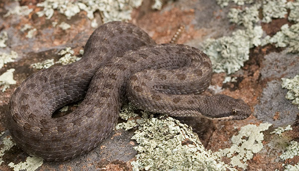 Twin-spotted Rattlesnake Crotalus pricei