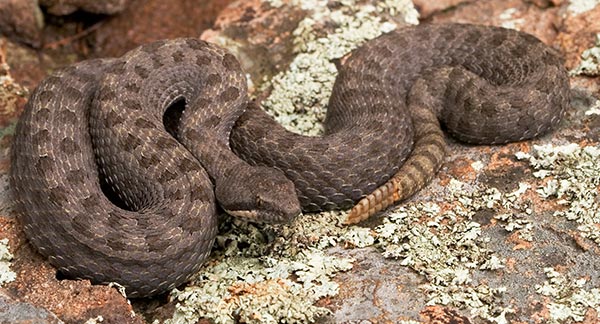 Twin-spotted Rattlesnake Crotalus pricei Cochise County