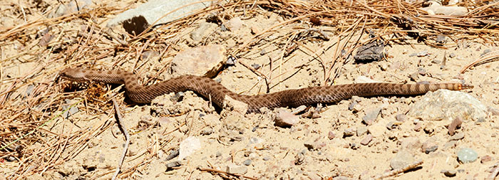 Twin-spotted Rattlesnake Crotalus pricei