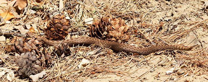 Twin-spotted Rattlesnake Crotalus pricei