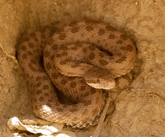 Twin-spotted Rattlesnake Crotalus pricei
