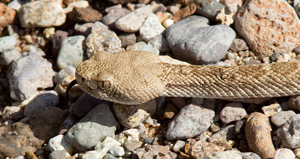 Western Diamond-backed Rattlesnake Crotalus atrox Diamondback