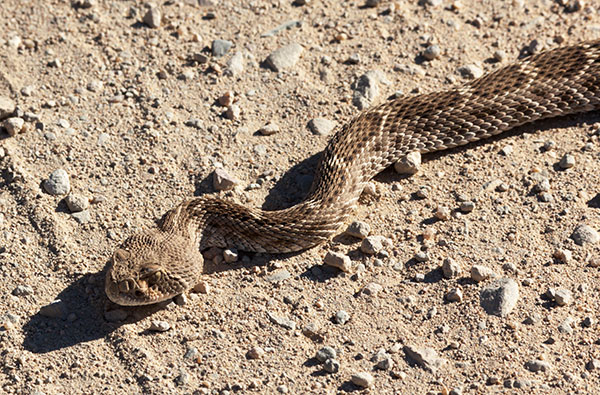 Western Diamond-backed Rattlesnake Crotalus atrox Diamondback