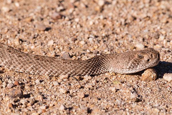 Western Diamond-backed Rattlesnake Crotalus atrox Diamondback