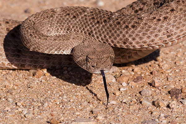 Western Diamond-backed Rattlesnake Crotalus atrox Diamondback