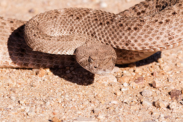 Western Diamond-backed Rattlesnake Crotalus atrox Diamondback