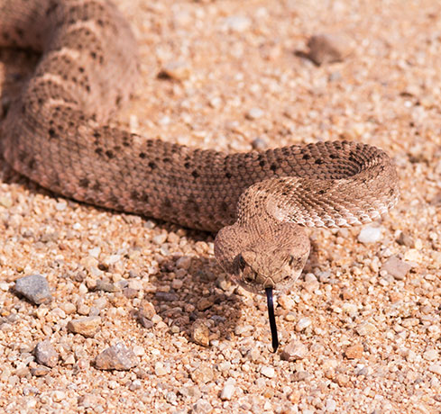 Western Diamond-backed Rattlesnake Crotalus atrox Diamondback