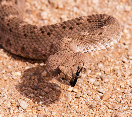 Western Diamond-backed Rattlesnake Crotalus atrox Diamondback