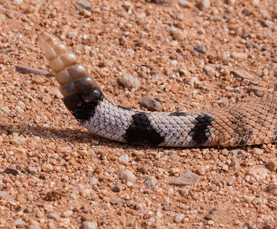 Western Diamond-backed Rattlesnake Crotalus atrox Diamondback