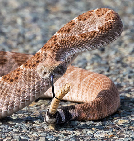 Western Diamond-backed Rattlesnake Crotalus atrox Diamondback