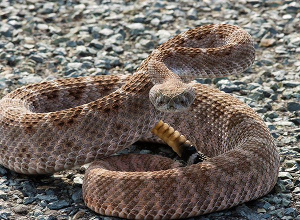Western Diamond-backed Rattlesnake Crotalus atrox Diamondback