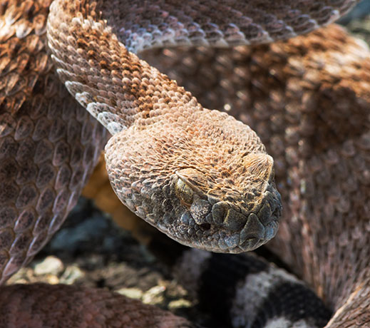 Western Diamond-backed Rattlesnake Crotalus atrox Diamondback