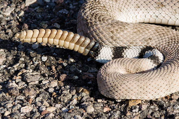 Western Diamond-backed Rattlesnake Crotalus atrox Diamondback