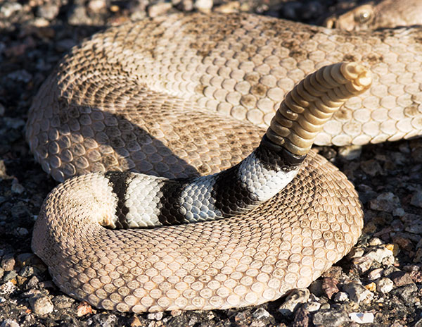 Western Diamond-backed Rattlesnake Crotalus atrox Diamondback