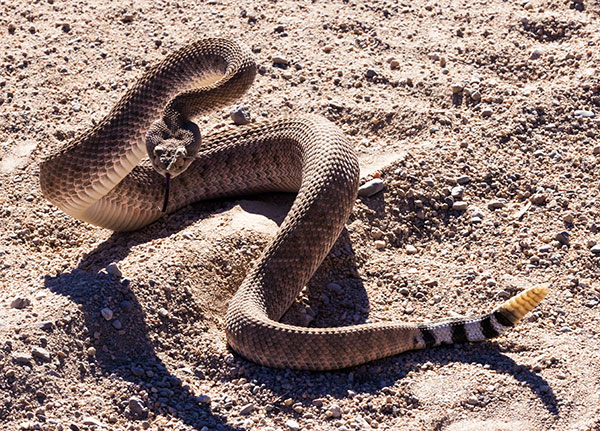 Western Diamond-backed Rattlesnake Crotalus atrox Diamondback