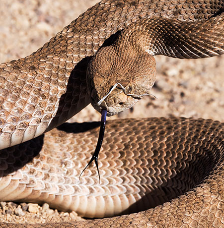 Western Diamond-backed Rattlesnake Crotalus atrox Diamondback