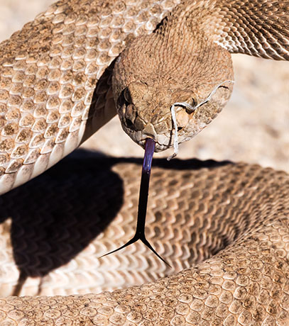 Western Diamond-backed Rattlesnake Crotalus atrox Diamondback
