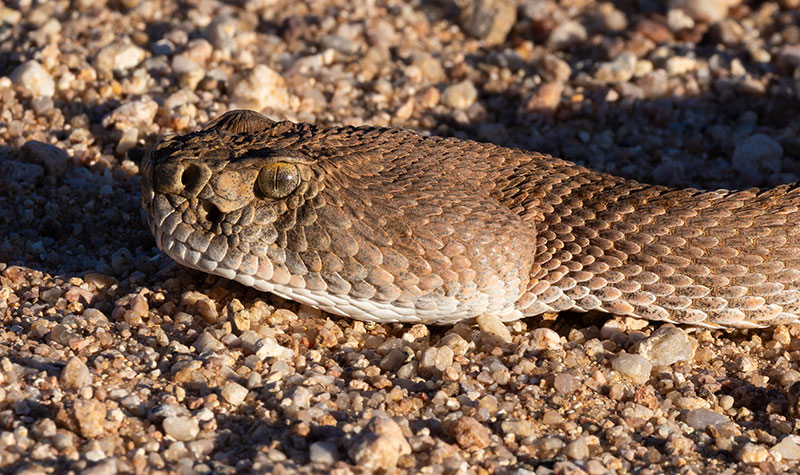 Western Diamond-backed Rattlesnake Crotalus atrox Diamondback