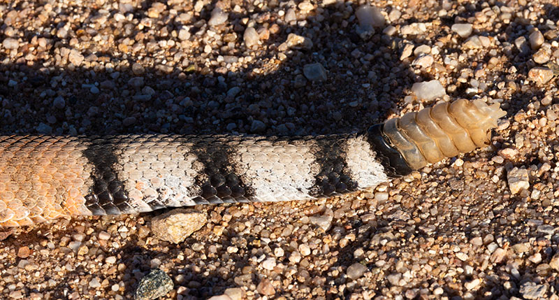 Western Diamond-backed Rattlesnake Crotalus atrox Diamondback
