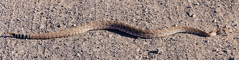 Western Diamond-backed Rattlesnake Crotalus atrox Diamondback