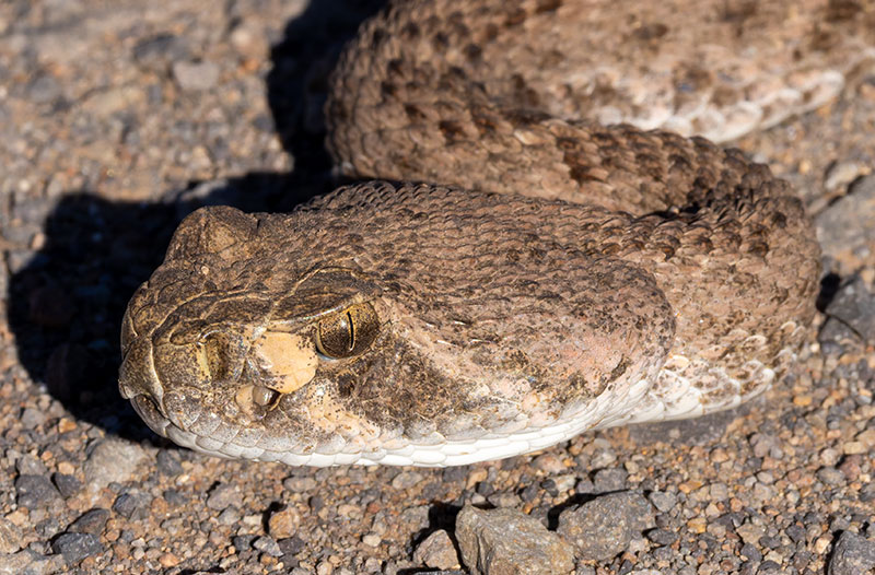 Western Diamond-backed Rattlesnake Crotalus atrox Diamondback