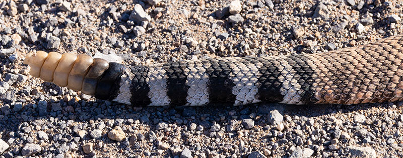 Western Diamond-backed Rattlesnake Crotalus atrox Diamondback