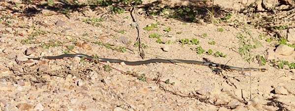 Ring-necked Snake Diadophis punctatus