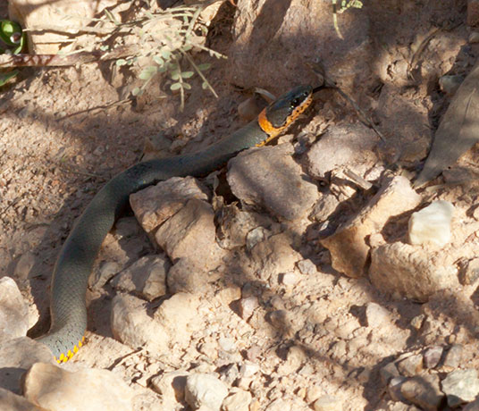 Ring-necked Snake Diadophis punctatus