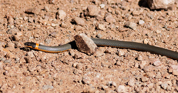 Ring-necked Snake Diadophis punctatus