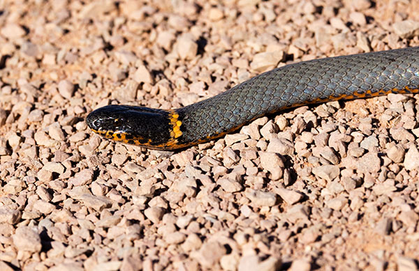 Ring-necked Snake Diadophis punctatus