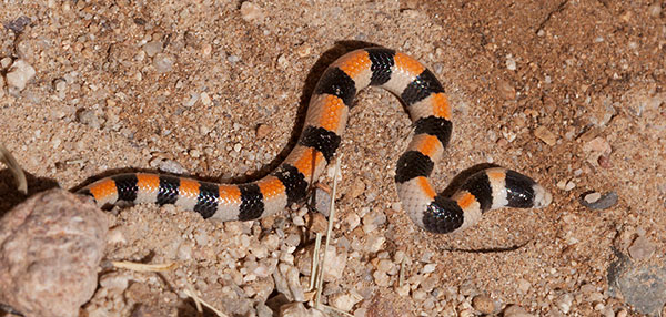 Variable Sandsnake Chilomeniscus stramineus 