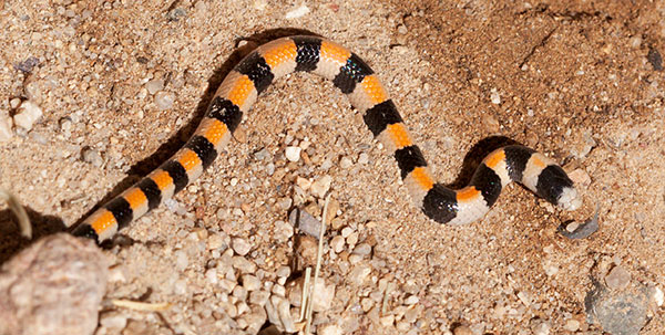 Variable Sandsnake Chilomeniscus stramineus 
