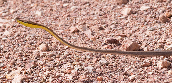 Brown Vinesnake Oxybelis aeneus Vine Snake