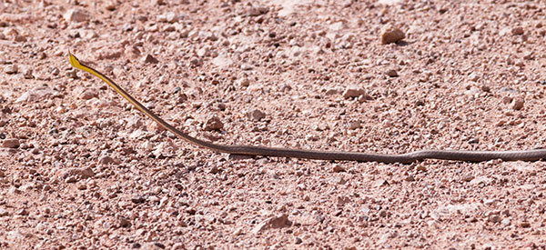 Brown Vinesnake Oxybelis aeneus Vine Snake