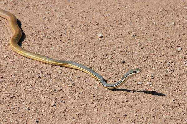 Sonoran Whipsnake Masticophis bilineatus