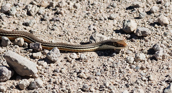 Sonoran Whipsnake Masticophis bilineatus