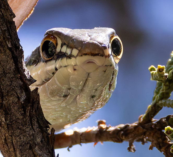 Sonoran Whipsnake Masticophis bilineatus