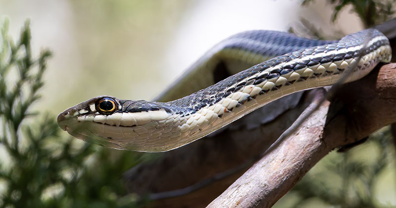 Sonoran Whipsnake Masticophis bilineatus