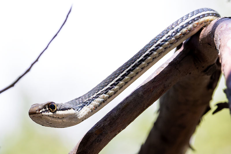Sonoran Whipsnake Masticophis bilineatus