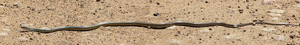 Sonoran Whipsnake Masticophis bilineatus
