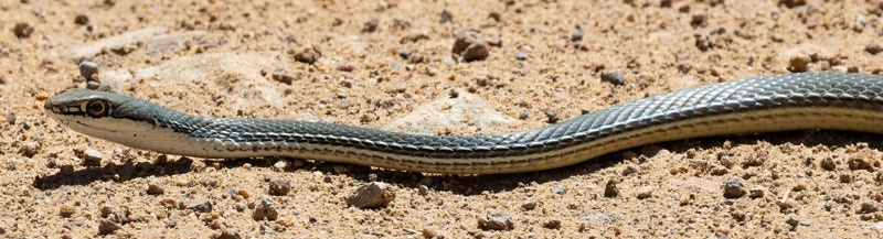 Sonoran Whipsnake Masticophis bilineatus