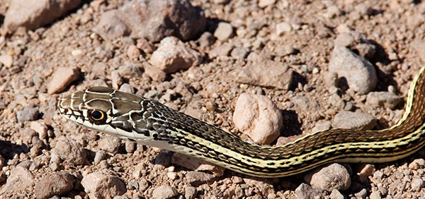 Striped Whipsnake Masticophis taeniatus