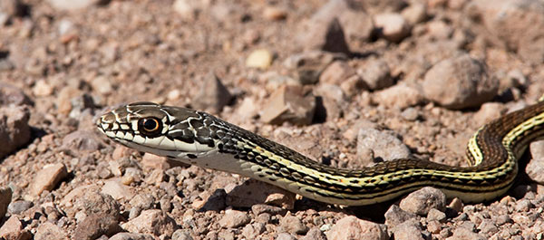 Striped Whipsnake Masticophis taeniatus