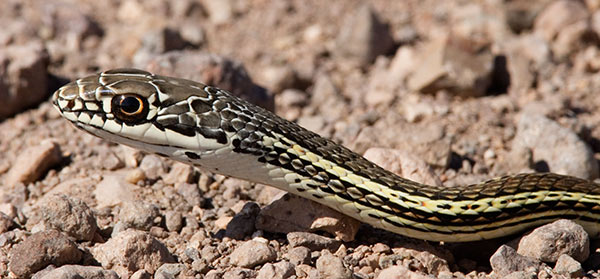 Striped Whipsnake Masticophis taeniatus
