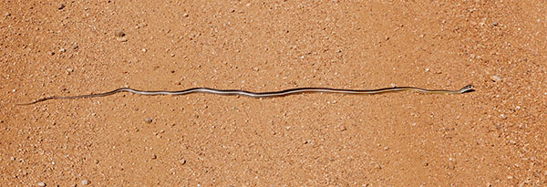 Striped Whipsnake Masticophis taeniatus