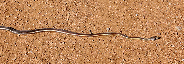 Striped Whipsnake Masticophis taeniatus