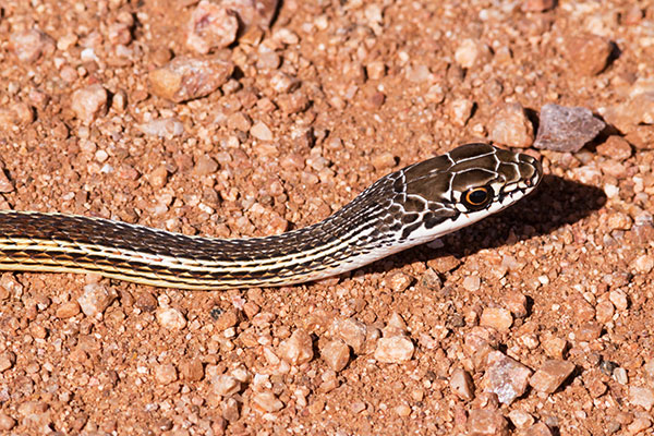 Striped Whipsnake Masticophis taeniatus