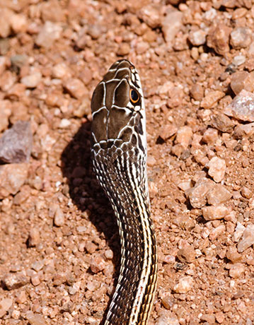 Striped Whipsnake Masticophis taeniatus