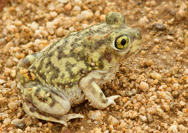 Couch's Spadefoot Scaphiopus couchii 