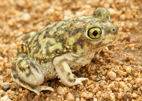 Couch's Spadefoot Scaphiopus couchii 